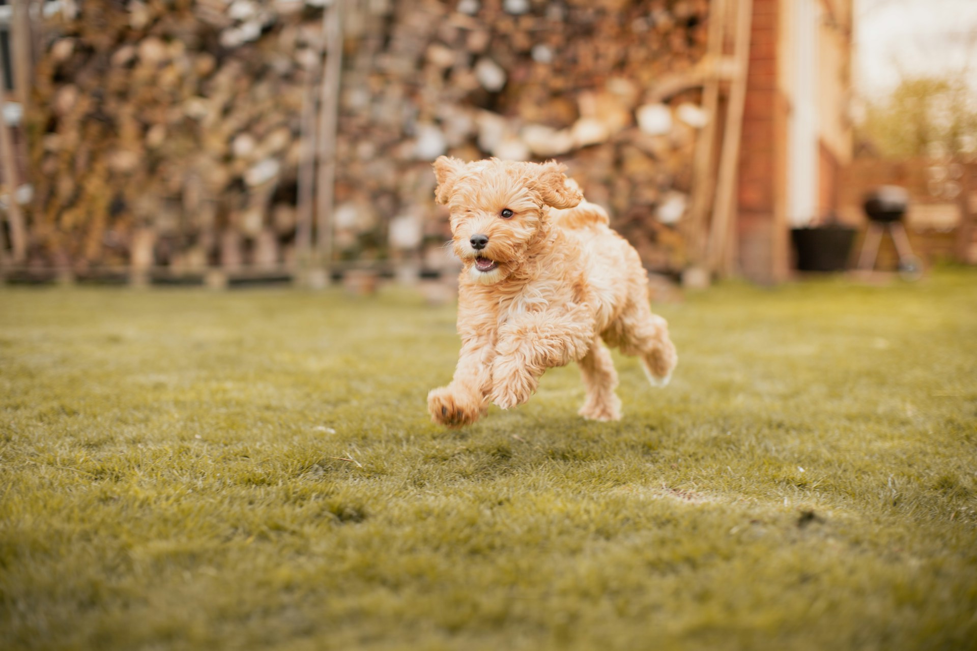 mini cockapoo running on a field of grass