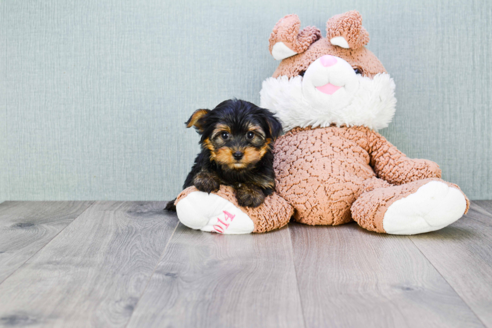 Meet Jeremy - our Yorkshire Terrier Puppy Photo 