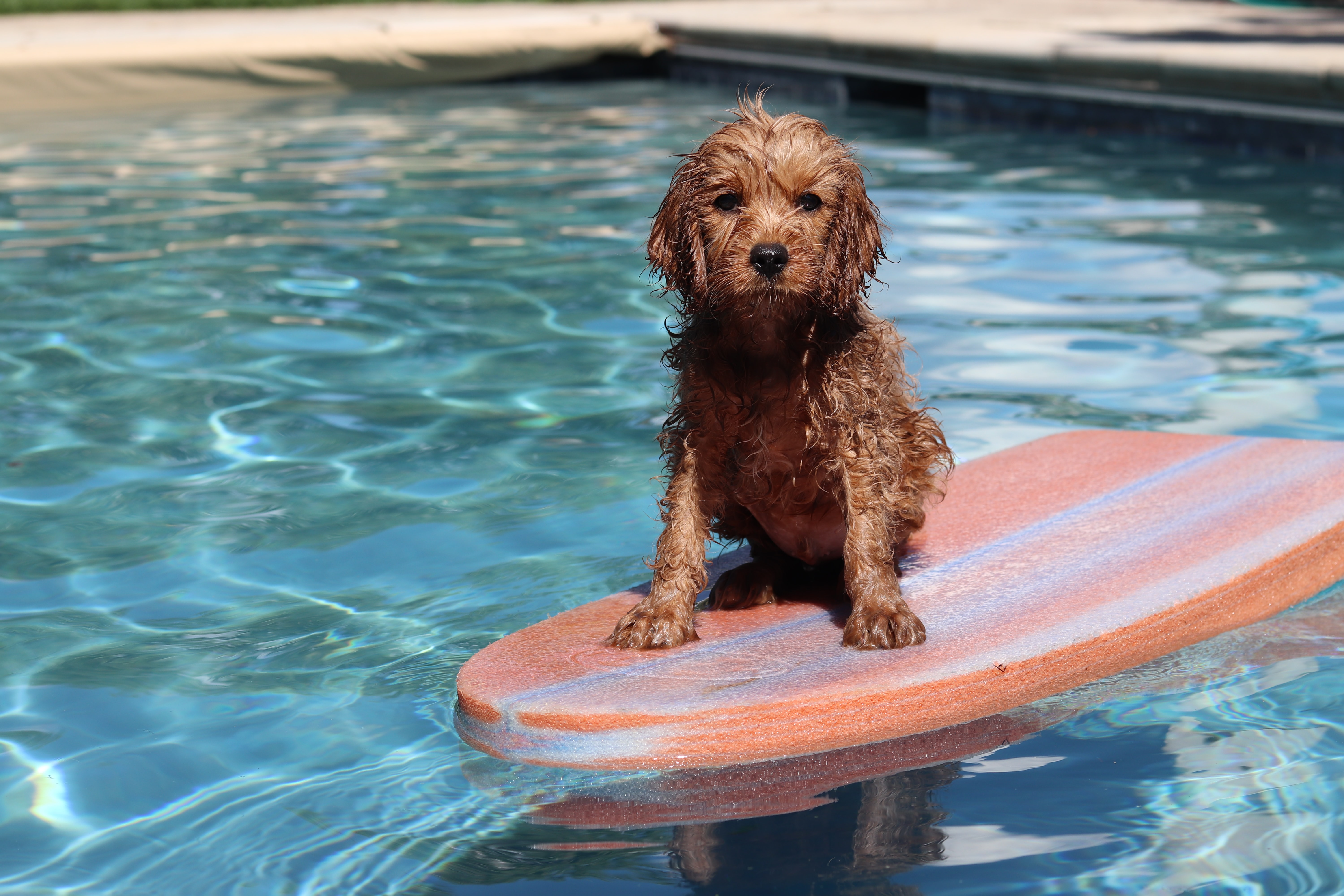 brown cavapoo on a surfing board in a pool