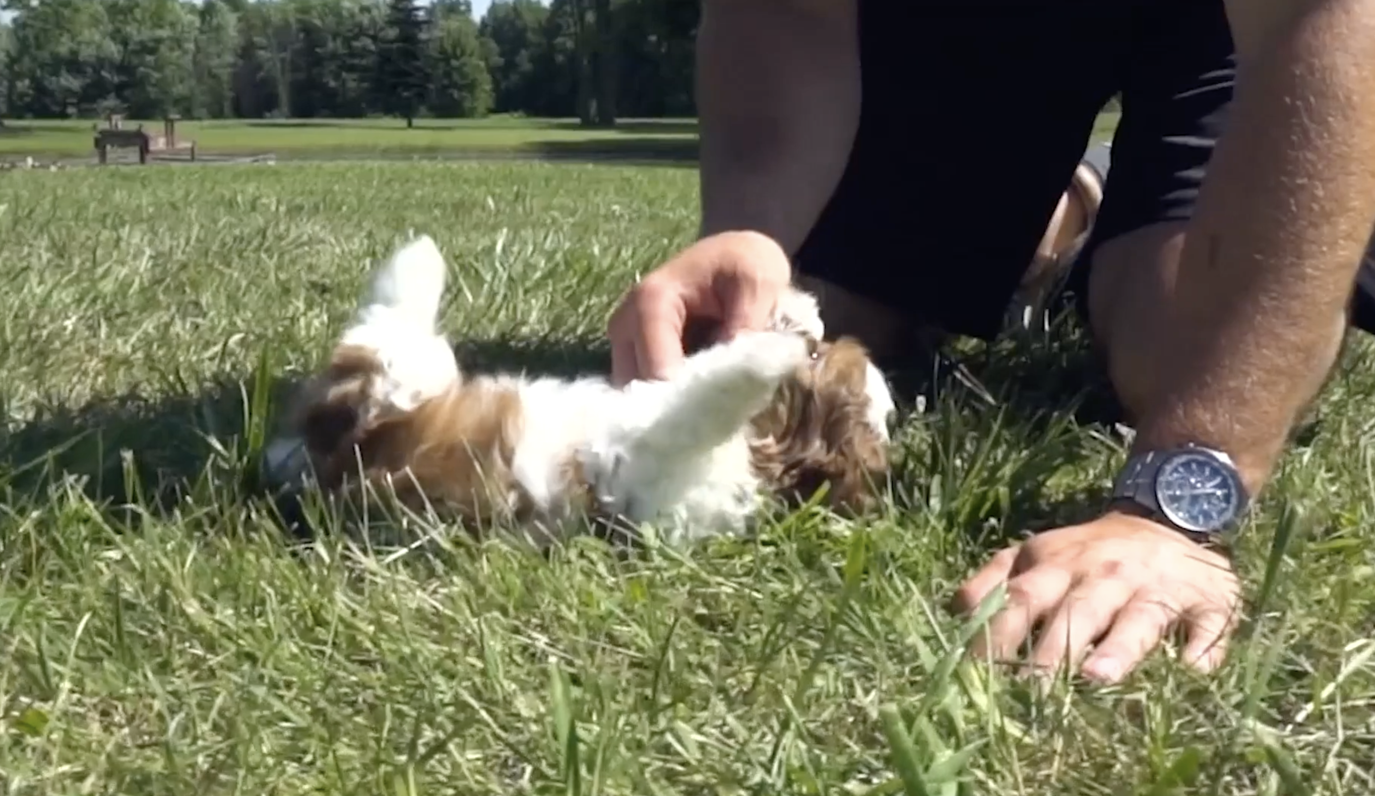 premier pups employee playing with a small puppy outside
