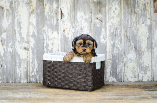 Fluffy Yorkie Poo Poodle Mix Pup