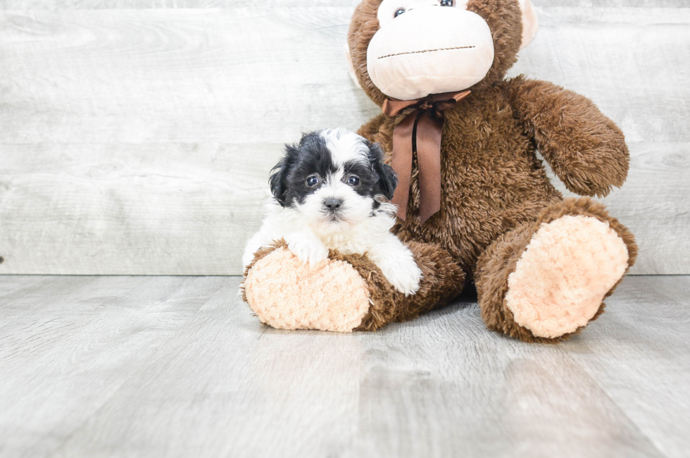 teddy bear shichon puppies for sale