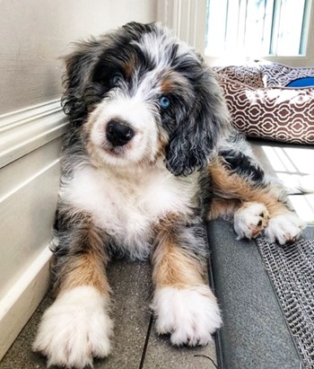 full-grown mini bernedoodle with blue eyes