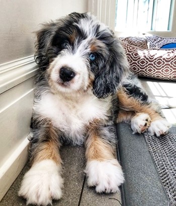 adult mini bernedoodle dog sitting on the floor