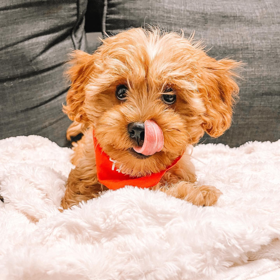cavapoo dog licking its mouth