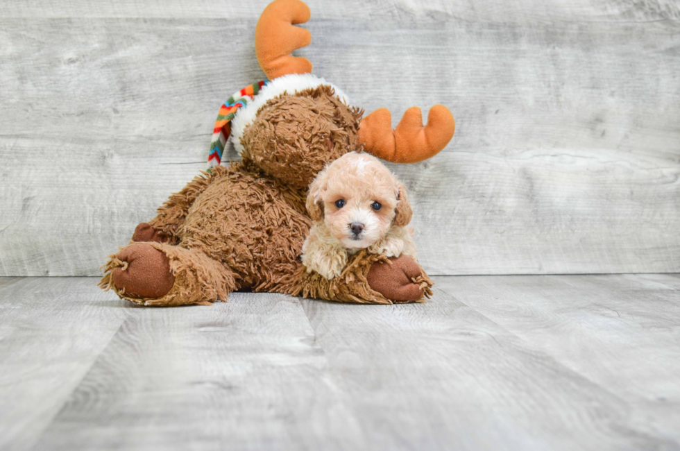 Small breed puppies for sale Teacup Pups for sale in Ohio Premier Pups