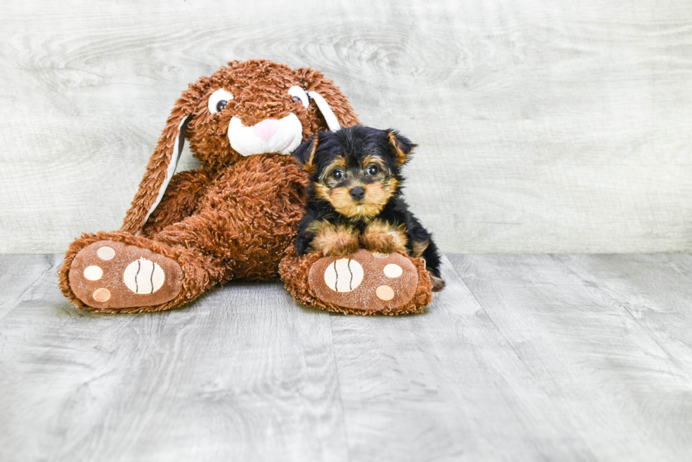 Meet Giselle - our Yorkshire Terrier Puppy Photo 