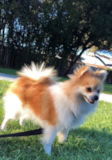 Puppy For Sale Premier Pups Small Pomeranian Pup