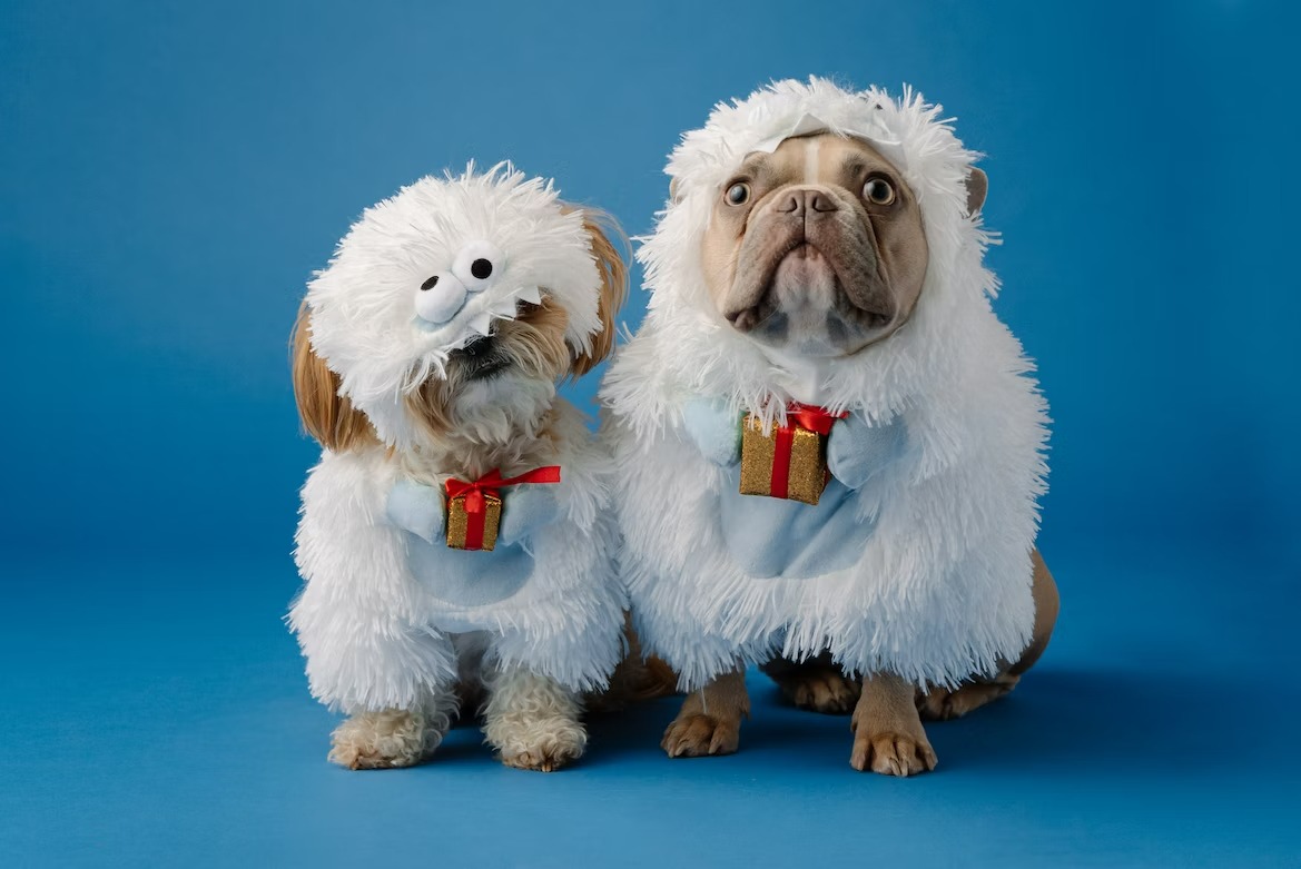 2 cute dogs dressed up in funny costumes on blue backdrop