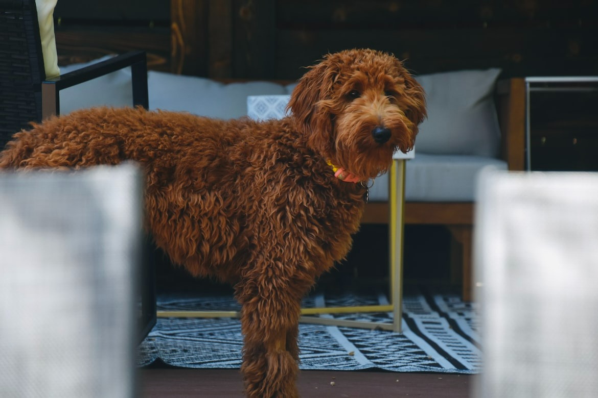 unique and vibrant red-coated Mini Goldendoodle