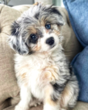 Puppy For Sale Premier Pups Sweet Australian Designer Pup