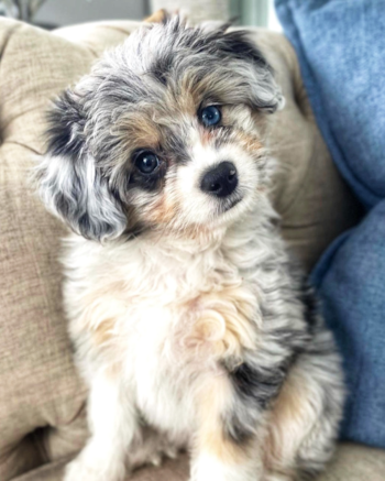 blue-eyed Aussiechon dog with merle coat