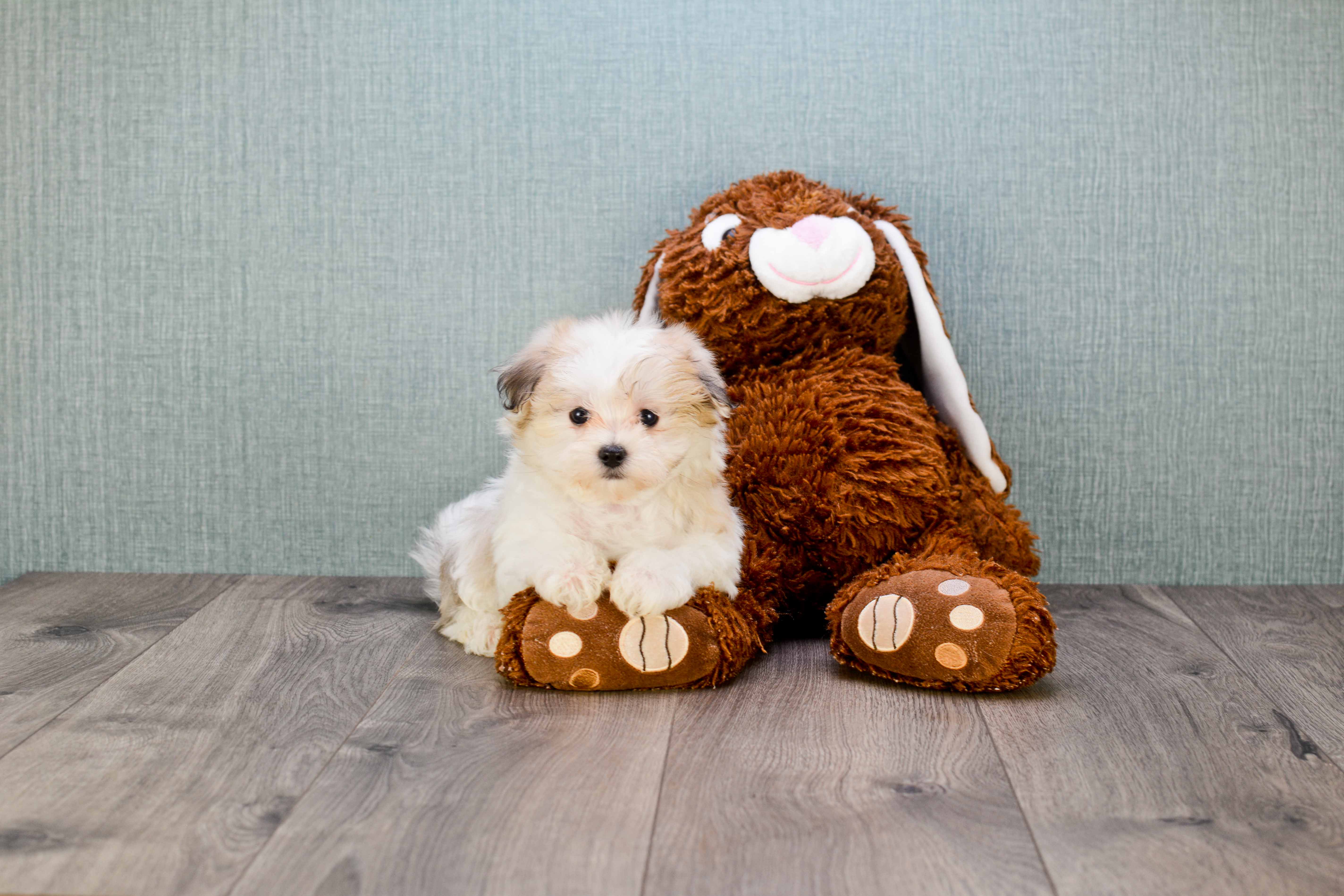 tina's teddy bear puppies