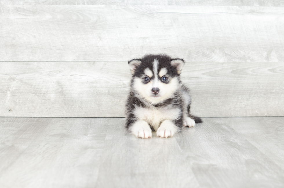 Pomsky puppies for sale | Small cross puppies breeds for sale in Ohio