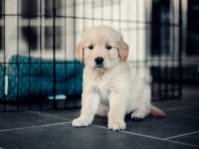 labrador puppy sitting in front of a dog crate
