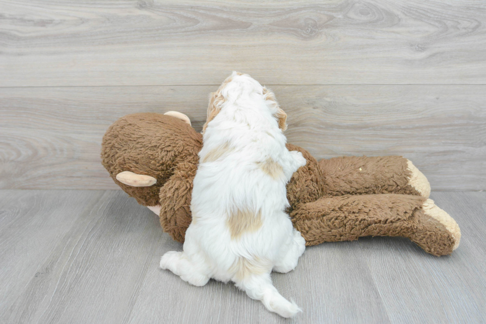 white cockapoo puppy playing with a big teddy bear. the white puppy has clear tan spots visible on its back. the puppy is facing away from the camera