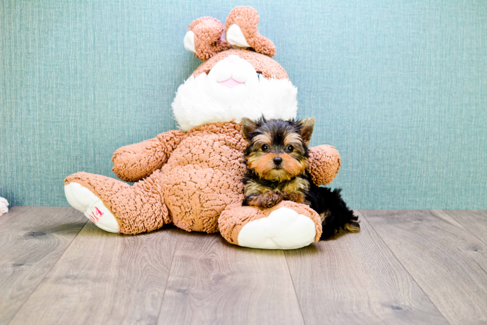 Meet Rocky - our Yorkshire Terrier Puppy Photo 