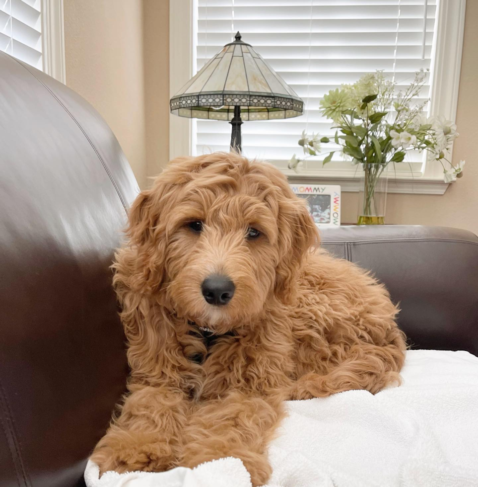fluffy mini goldendoodle adult sitting on a couch looking towards the camera