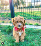 Cavapoo Being Cute