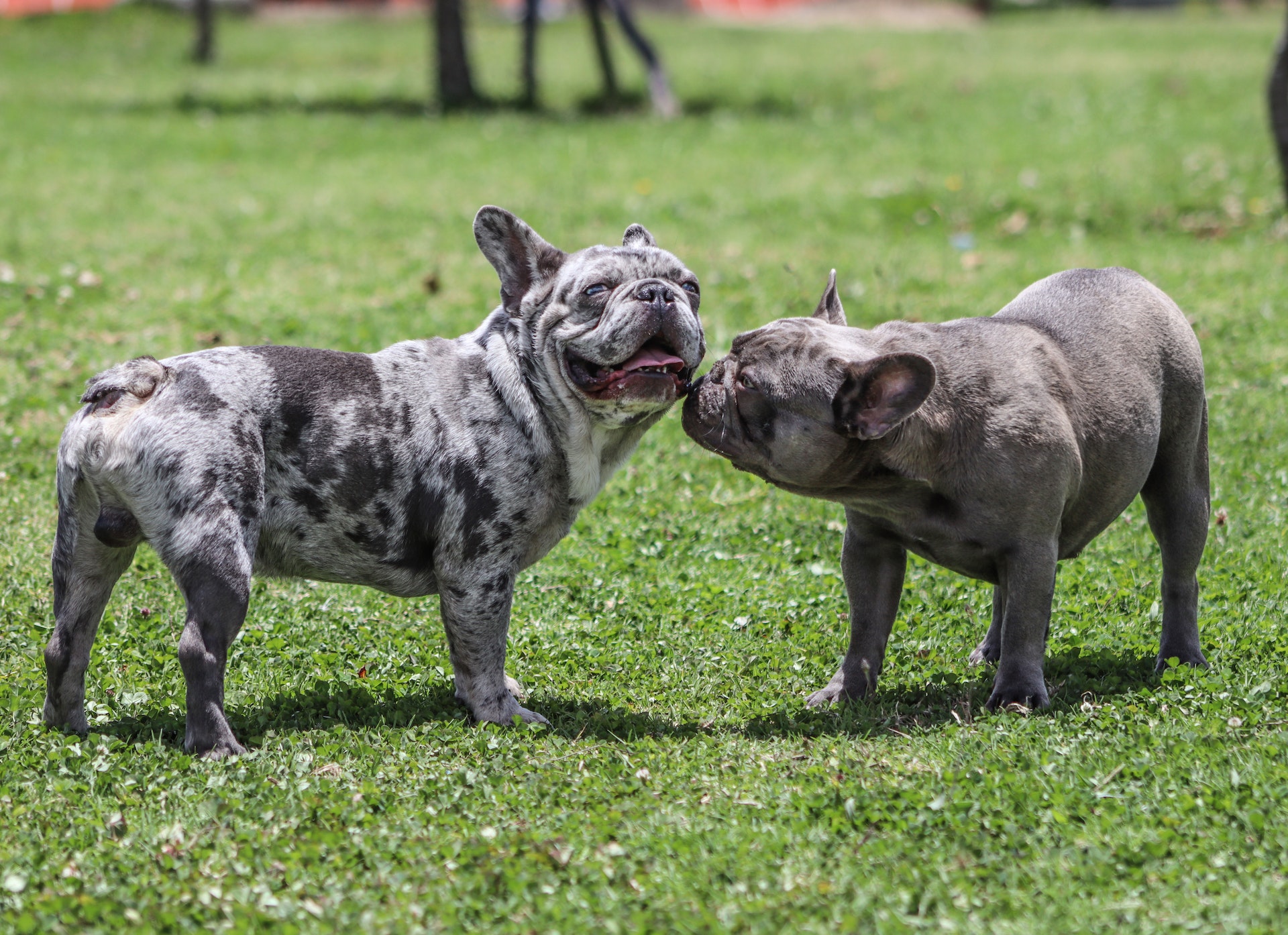 two french bulldogs socializing