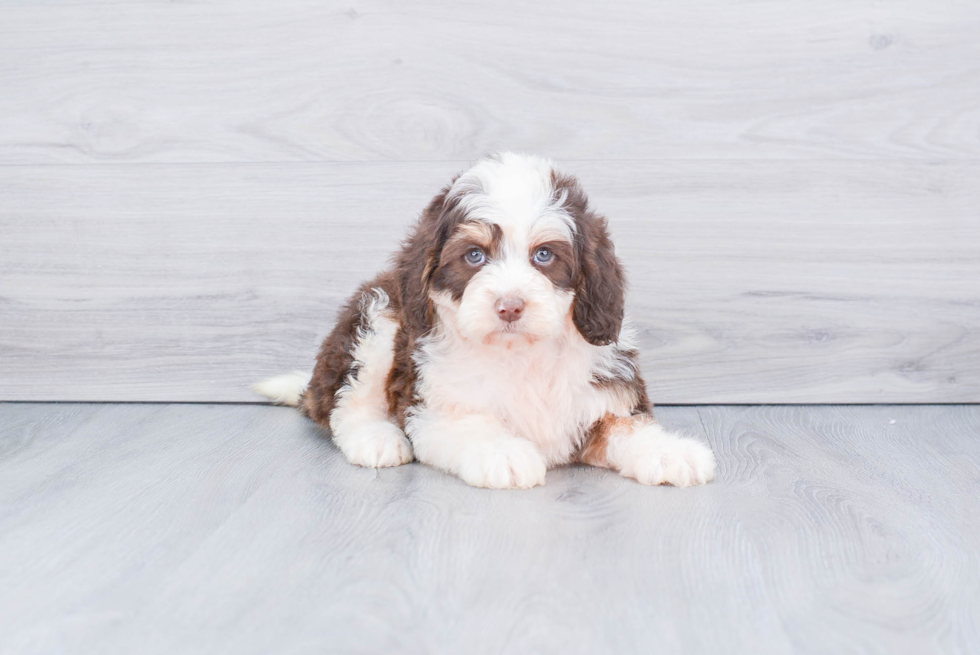 Meet Delores - our Mini Bernedoodle Puppy Photo 2/3 - Premier Pups