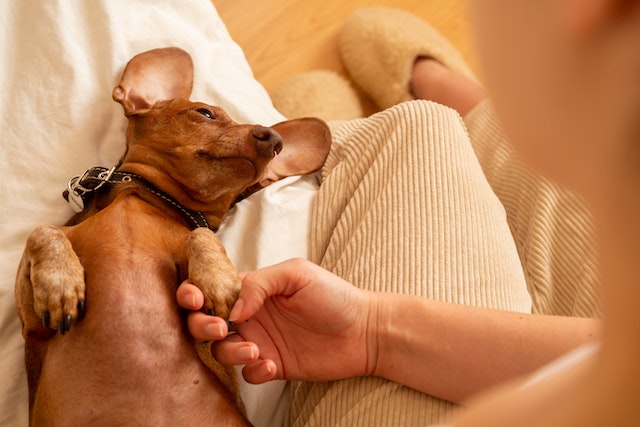 brown dachshund dog sitting on its back