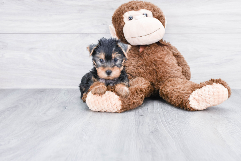 Meet Lola - our Yorkshire Terrier Puppy Photo 
