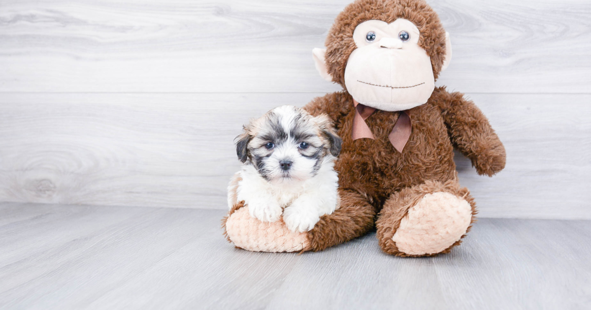 comfort teddy for puppy