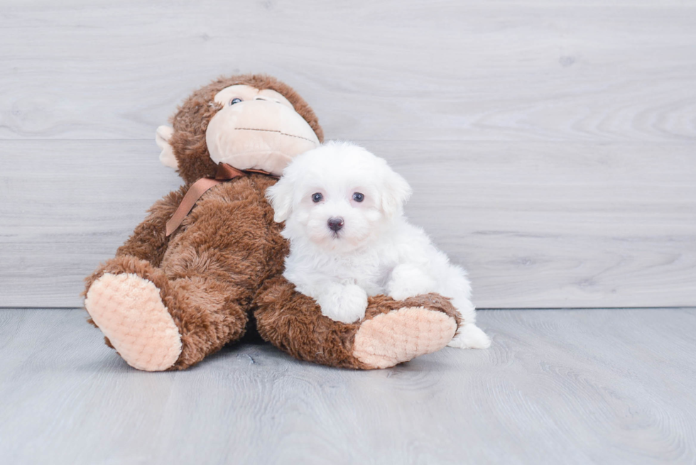 Funny Maltese Purebred Pup