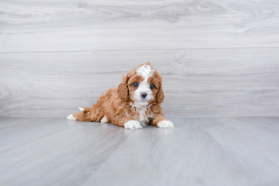 Meet Tater - our Cavapoo Puppy Photo 2/3 - Premier Pups