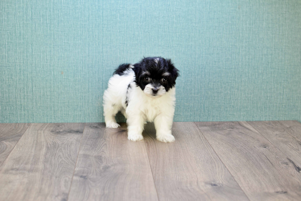 Meet Oreo - our Havanese Puppy Photo 