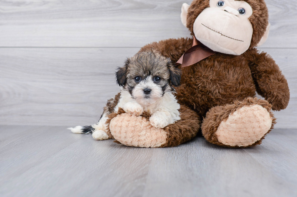 teddy bear puppies shichon