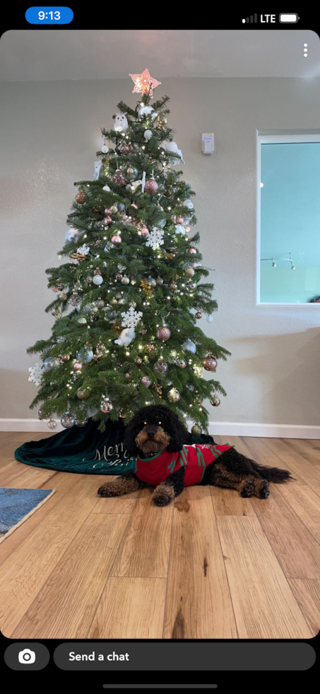 phantom mini goldendoodle dog sitting by a christmas tree. the dog has brown markings on a black coat
