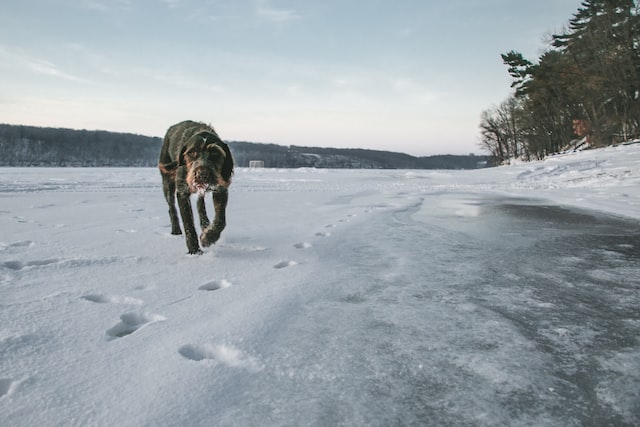 dog walking on a frozen lake