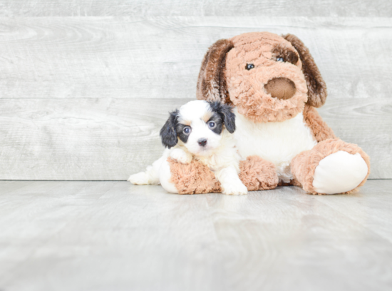 Best Cavachon Baby