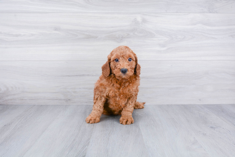 Meet Jax - our Mini Goldendoodle Puppy Photo 3/3 - Premier Pups