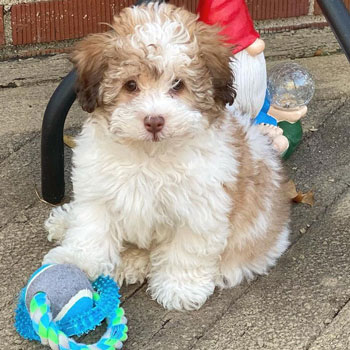 white and cream havapoo puppy playing with a ball toy