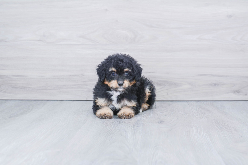 Meet Sasha - our Mini Bernedoodle Puppy Photo 3/3 - Premier Pups