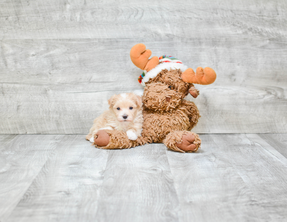 Cute Maltipoo Barbie: 2lb 6oz Doodle Puppy