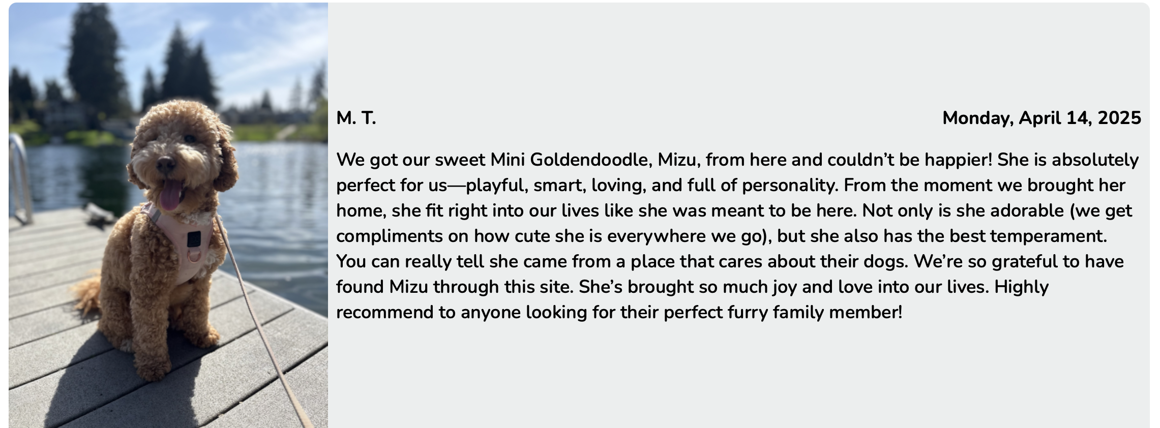 mini goldendoodle breeders - mini goldendoodle customer review MT