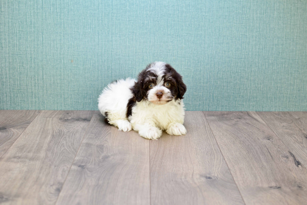 Meet Hershey - our Havanese Puppy Photo 