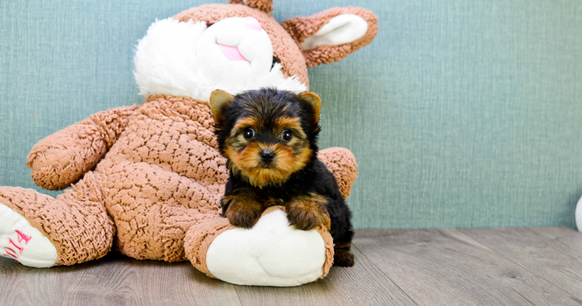 Bello Toys in Virginia, Yorkshire Terrier puppies