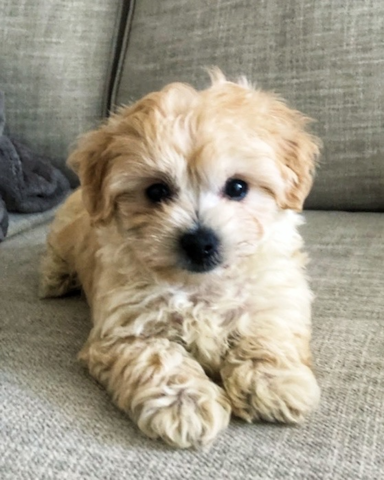 Poochon Puppies for Sale