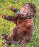 Puppy For Sale Premier Pups Mini Aussiedoodle Being Cute