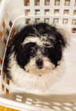 Puppy For Sale Premier Pups Little Shih Poo Pup