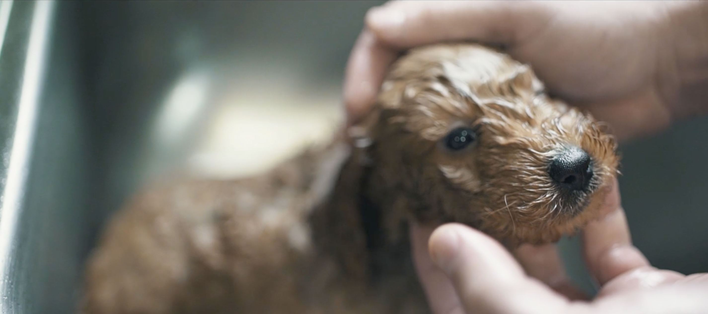 premier pups puppy care
