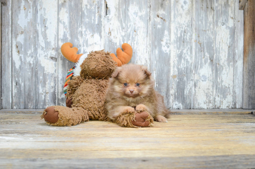 Premier Pups for sale in Ohio Buy or adopt a puppy breed on Premier Pup