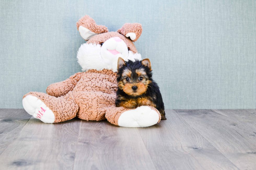 AKC Yorkie puppies for sale Buy Teacup Yorkshire Terrier Pups