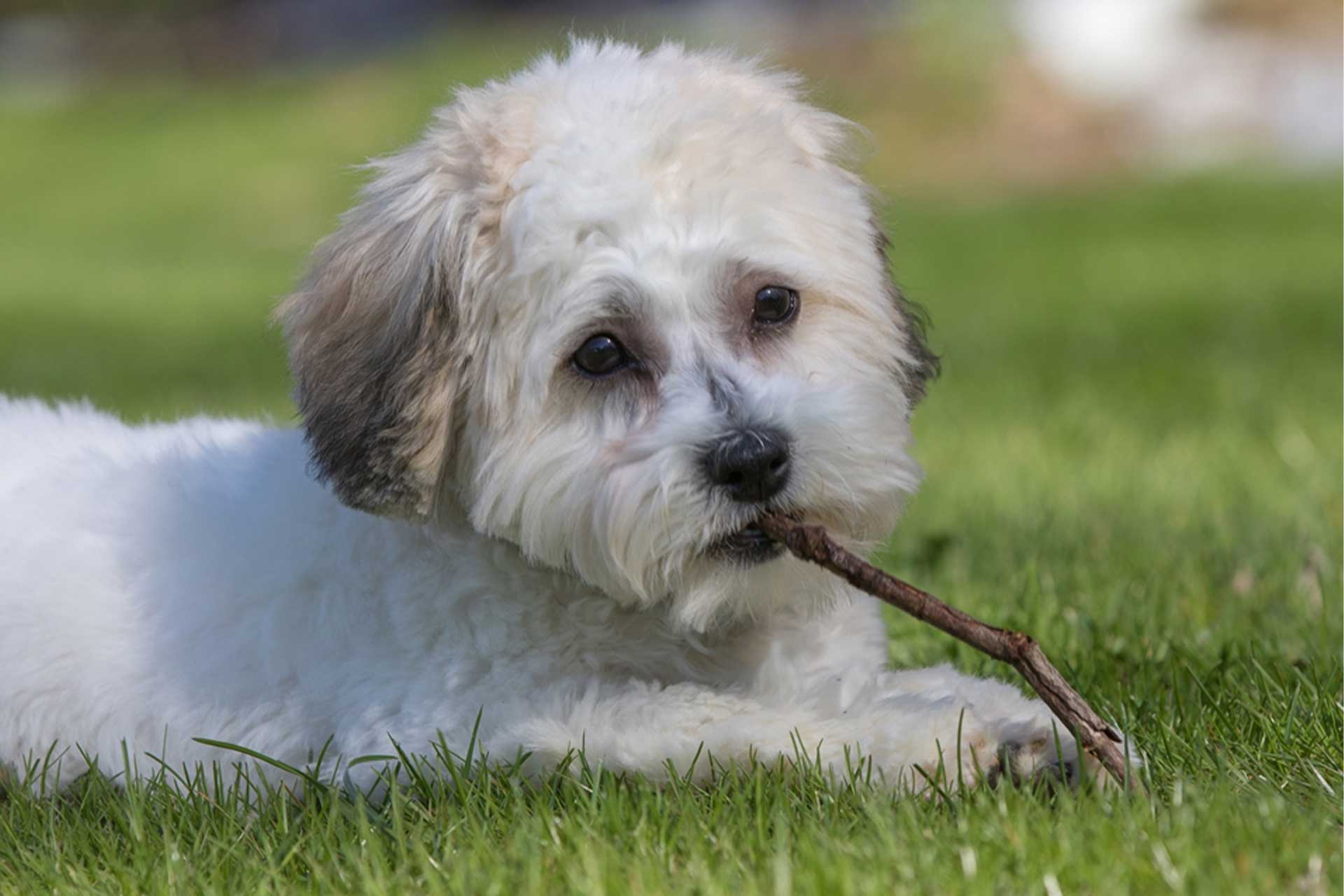 Teddy Bear puppy