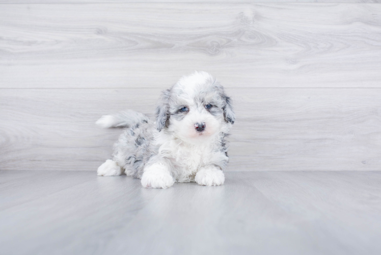 Meet Rango - our Mini Sheepadoodle Puppy Photo 1/4 - Premier Pups